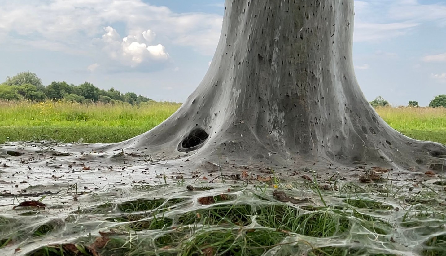 Linwood Tree Linwood Creepy Tree Of Life – Paisley Photographs