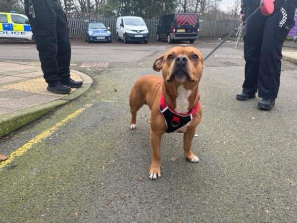 Appeal to Trace Owner After Dog Found Tied Up at Phoenix Retail Centre