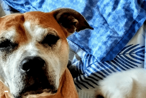 Paisley man launches urgent appeal to save beloved dog Sky